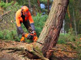 Best Hazardous Tree Removal  in Wharton, NJ